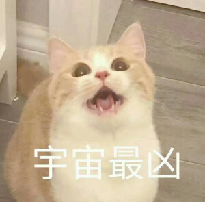 宇宙最凶 敲萌猫咪表情包qvq