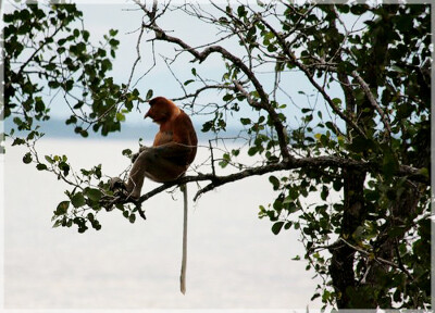 Malaysia National Parks, Sarawak, Kuching Wetland
古晋湿地国家公园, 砂拉越州属, 马来西亚