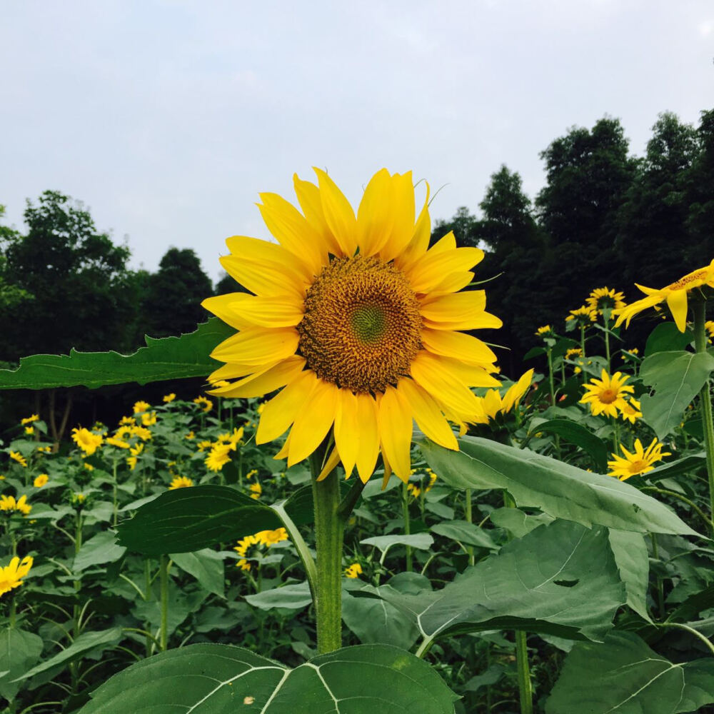 #我的世界是一片向日葵的原野~