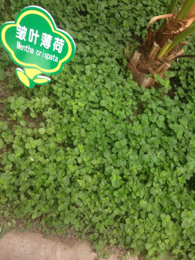 皱叶薄荷