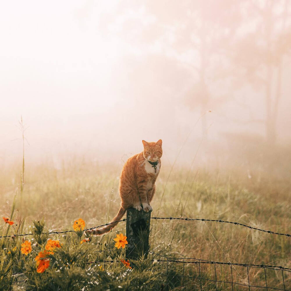 橘猫 花丛 猫 霸气 头像