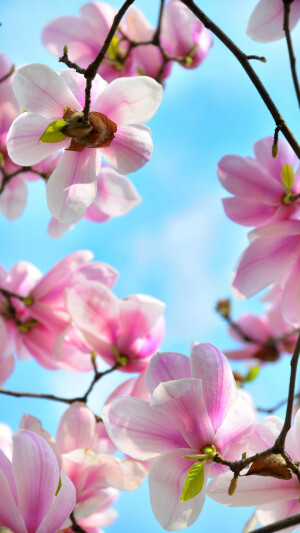 玉兰花外形像极莲花，盛开时，花瓣展向四方，具有很高的观赏价值。