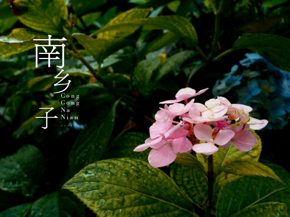 绣球花.