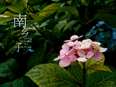 绣球花.