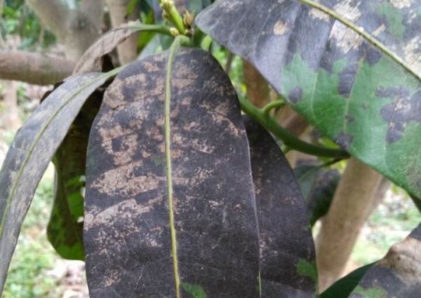 芒果叶变黑了