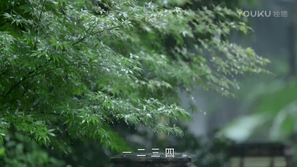 雨打叶子