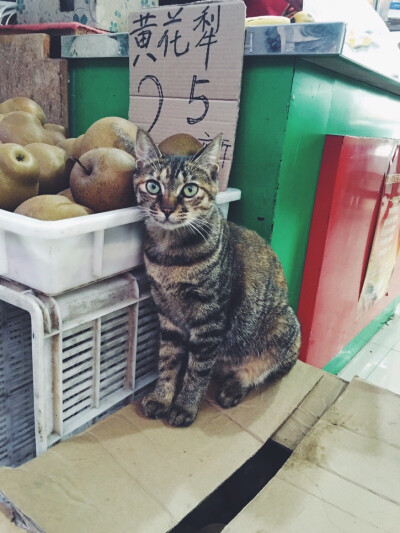 下班时 在水果店遇到的短尾巴猫咪！好乖！
“梨子 您来几个吧”