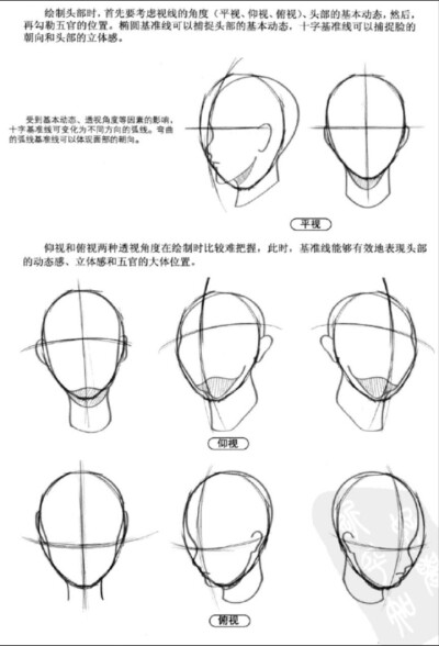 头部比例