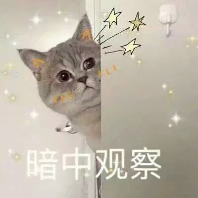 暗中观察Ծ‸Ծ