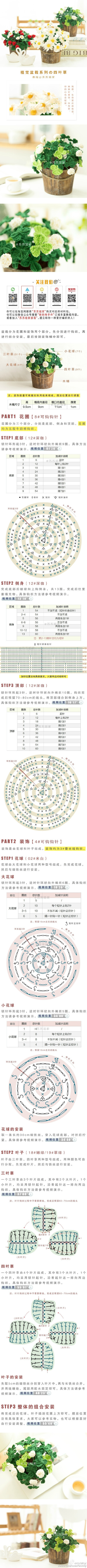 四叶草盆栽