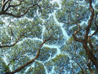 “Crown Shyness 树冠羞避”，指的是一些特定树种会有的现象。即使空间很拥挤，相邻的树木的树冠也互不遮挡，形成一个沟状的开口。感觉像是树木在互相“礼让”，各自有各自的一块空间，像拼图一样，有点奇妙