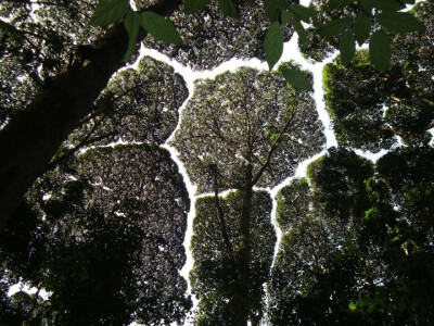 “Crown Shyness 树冠羞避”，指的是一些特定树种会有的现象。即使空间很拥挤，相邻的树木的树冠也互不遮挡，形成一个沟状的开口。感觉像是树木在互相“礼让”，各自有各自的一块空间，像拼图一样，有点奇妙