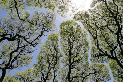 “Crown Shyness 树冠羞避”，指的是一些特定树种会有的现象。即使空间很拥挤，相邻的树木的树冠也互不遮挡，形成一个沟状的开口。感觉像是树木在互相“礼让”，各自有各自的一块空间，像拼图一样，有点奇妙