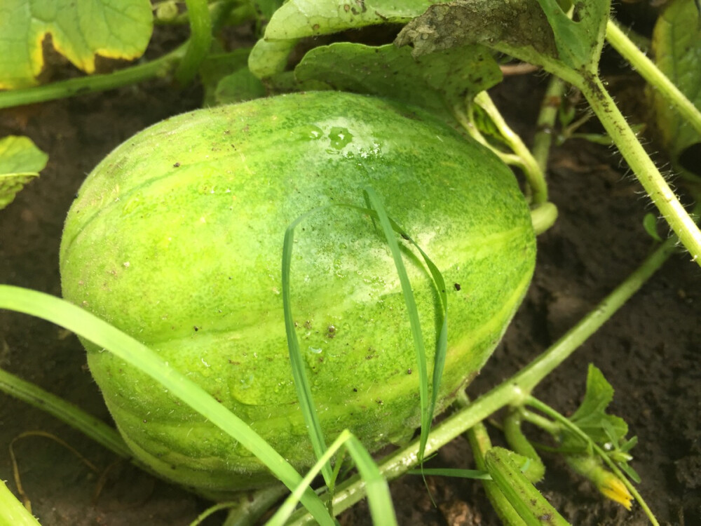 my.我家香瓜，雨后刚出炉的照片！