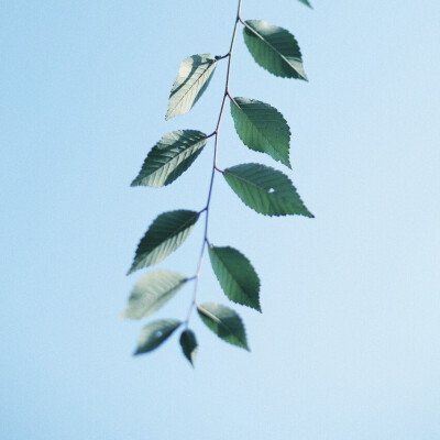 ♡ 绿色 叶子 背景图 壁纸 高清
