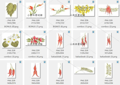 【合集】水彩手绘花卉花朵植物卡片宣传图案PNG PS设计素材png235