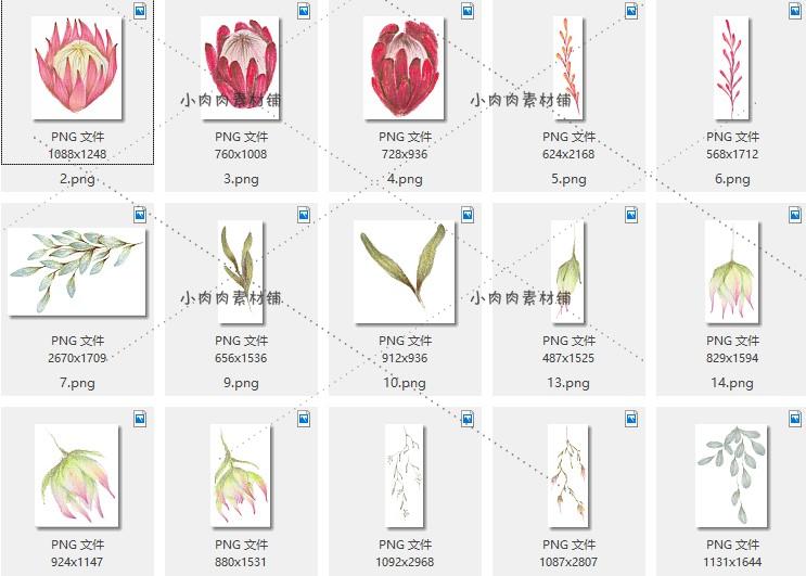 【合集】水彩手绘花卉花朵植物卡片宣传图案PNG PS设计素材png235