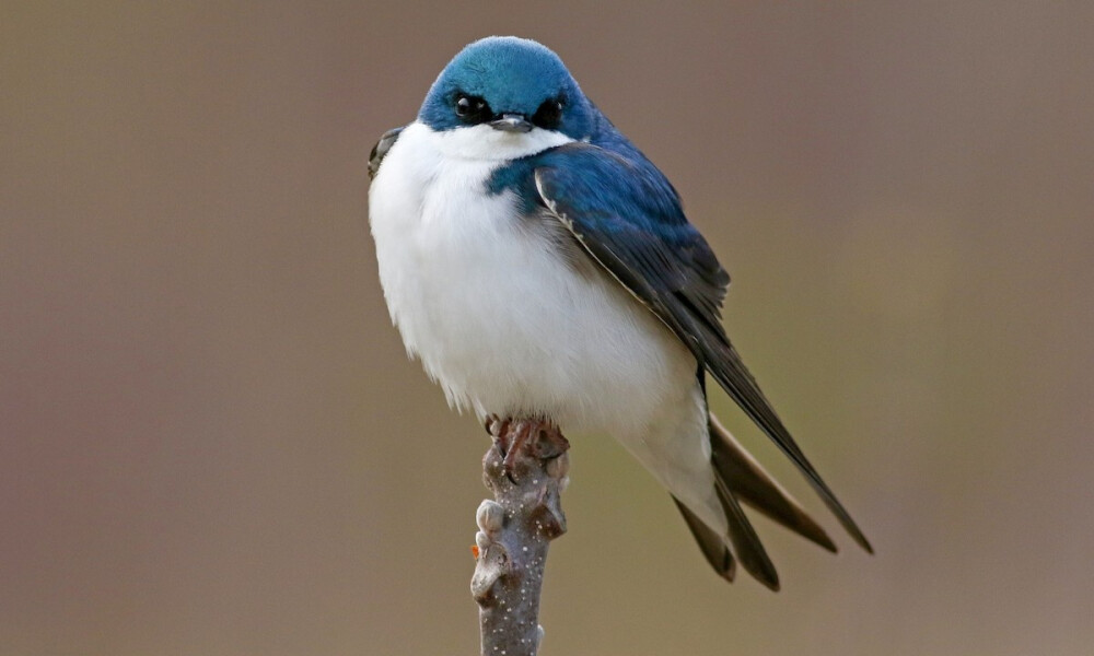 生活在中美洲地区的俊俏鸟儿，双色树燕，浑身散发迷人的金属蓝