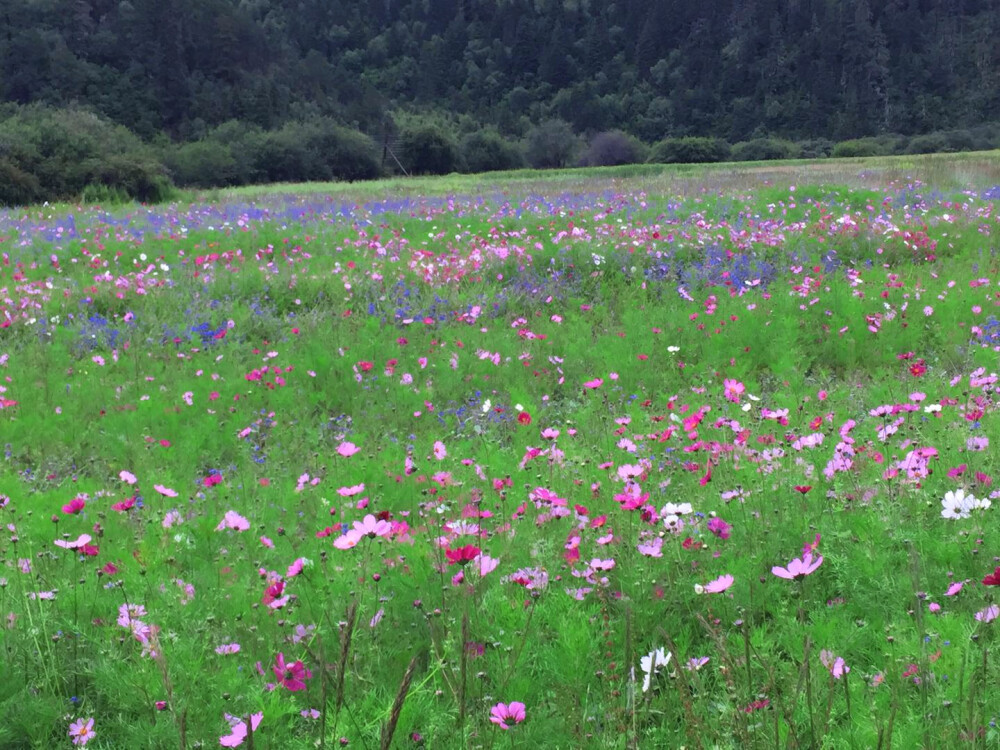 格桑花♡