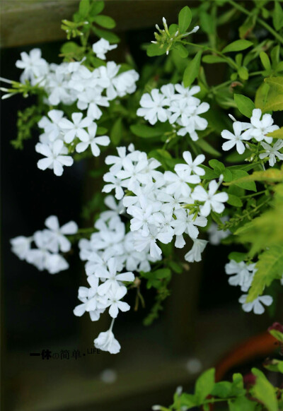 白雪花