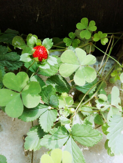 野草莓