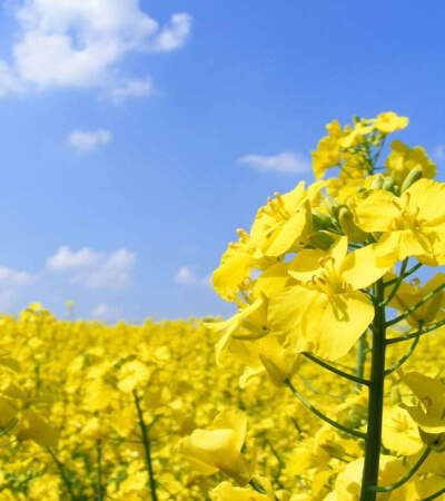 油菜花，别名芸薹(YUN TAI)，拉丁文名Brassica campestris，原产地在欧洲与中亚一带，植物学上属于一年生草本植物，十字花科。