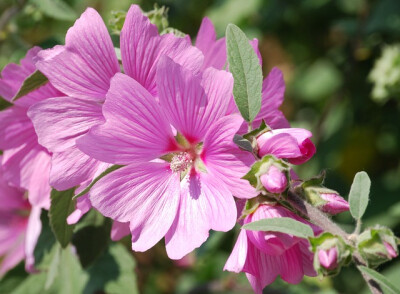 锦葵（学名：Malva sinensis Cavan.）：二年生或多年生直立草本，高50-90厘米，分枝多，疏被粗毛。叶圆心形或肾形，具5-7圆齿状钝裂片，两面均无毛或仅脉上疏被短糙伏毛。花3-11朵簇生，小苞片3，长圆形疏被柔毛；花…