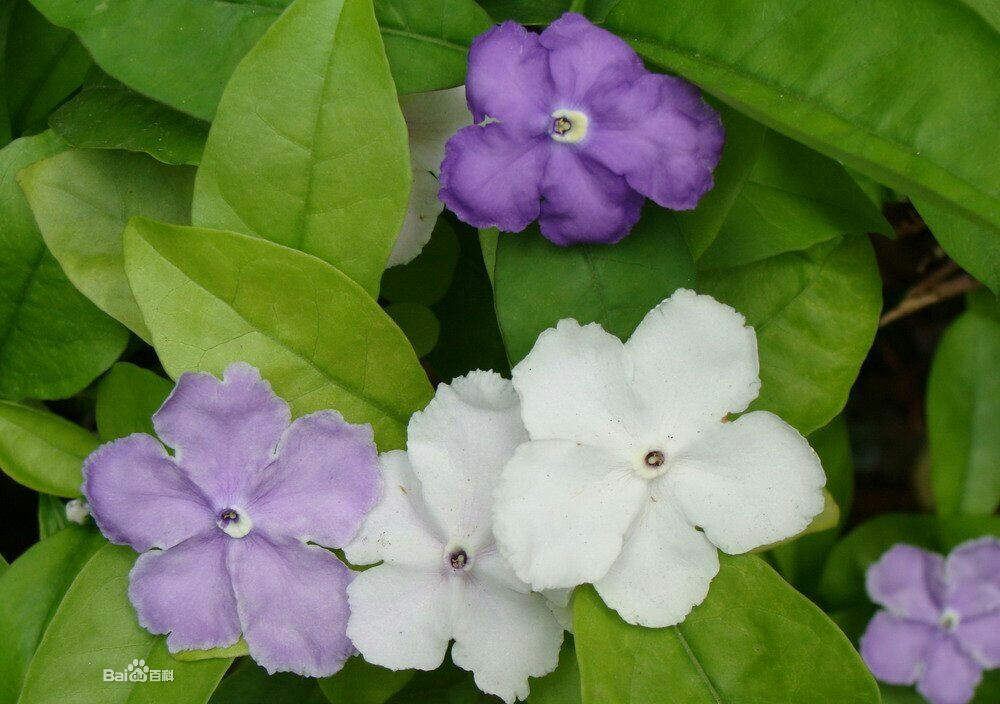 双色茉莉，又名鸳鸯茉莉、五色茉莉、番茉莉。由于开花有先后，在同一植株上同时能看到不同颜色的花，故得名“双色茉莉”，其英文名之意为“昨天、今天、明天”，这形象地描绘出其花色的特殊变化。小花初开时深蓝色（昨天），后变为浅紫色（今天），最后变成白色（明天）。