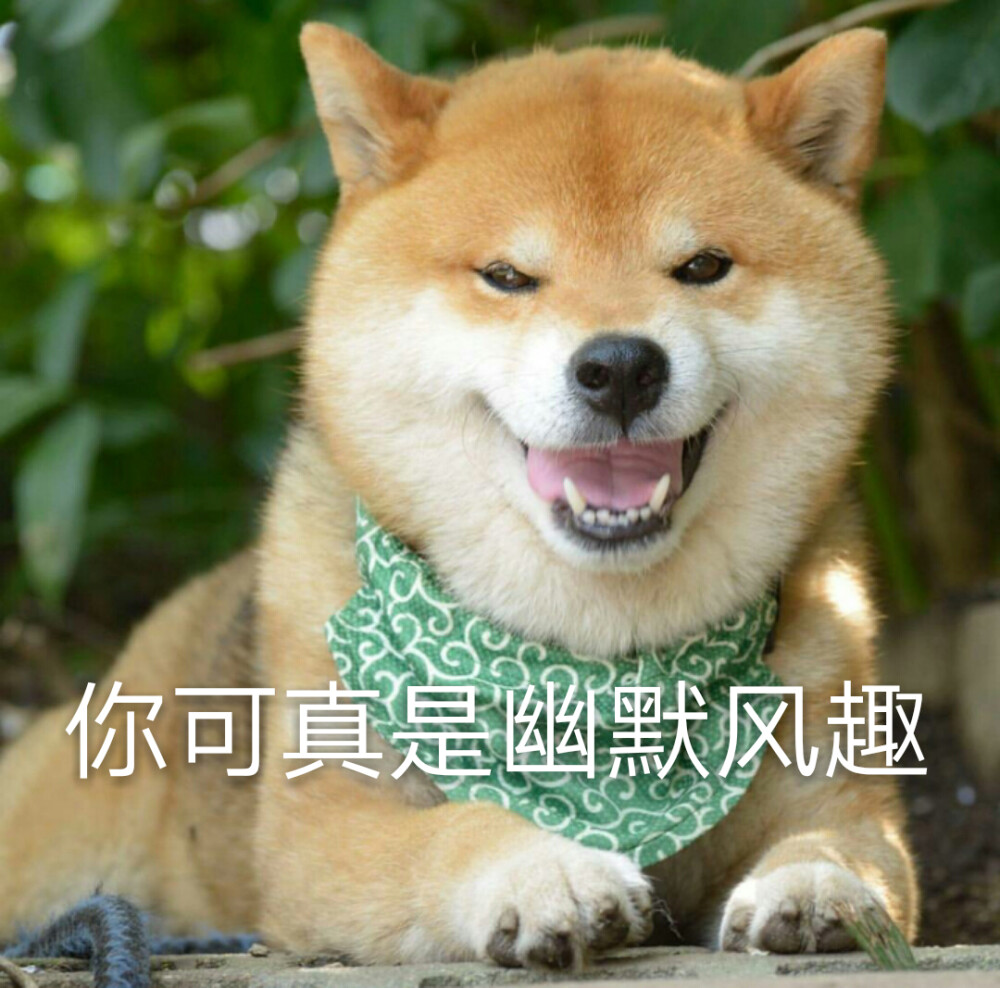 柴犬治愈表情包