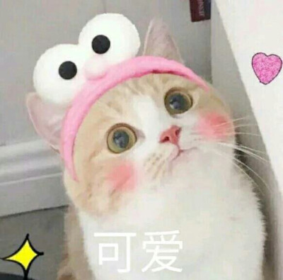 猫咪