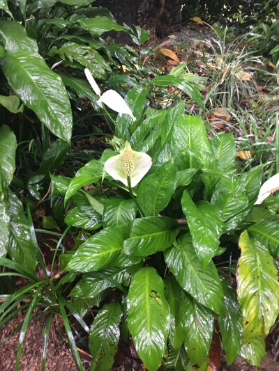 海芋 ，九龙公园。