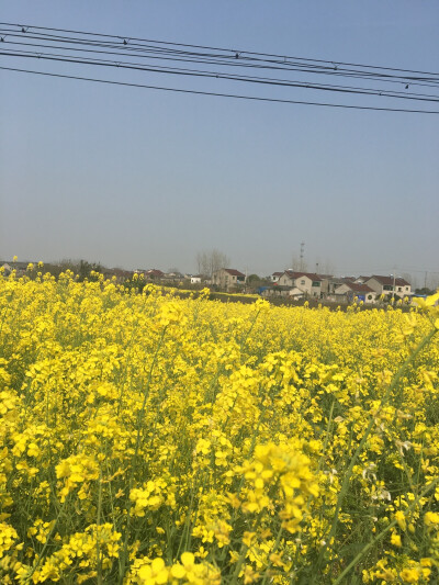 镇江家的油菜花电线杆