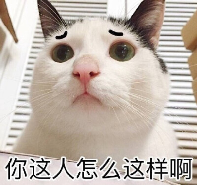 #立白大大#装逼专用表情包；搞笑；猫