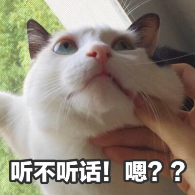 #立白大大#装逼专用表情包；搞笑；猫