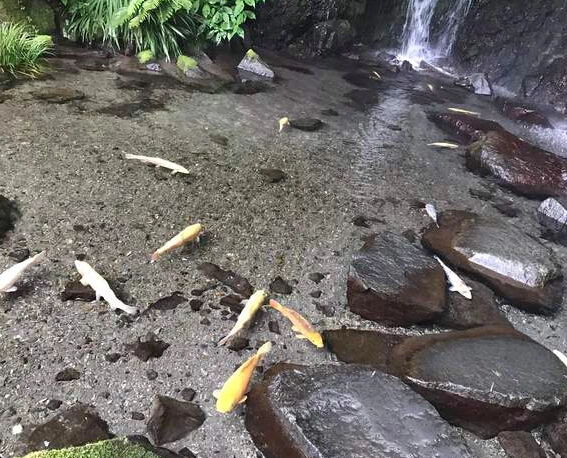 潭中鱼可百许头，皆若空游无所依…这个玉恋瀑布简直和小石潭记一样一样的