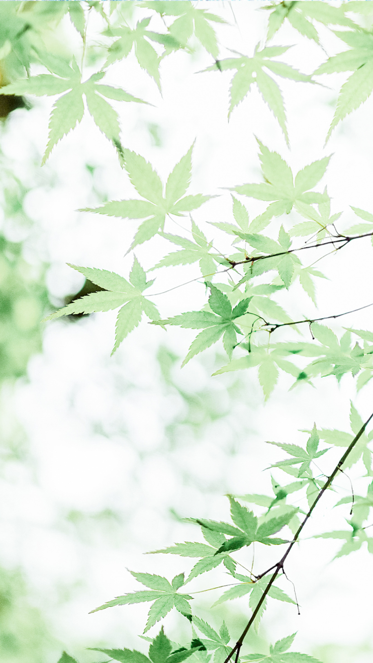 清新 白色 绿色 小清新 叶子 绿
