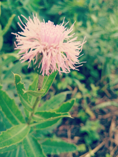 野花的芬芳