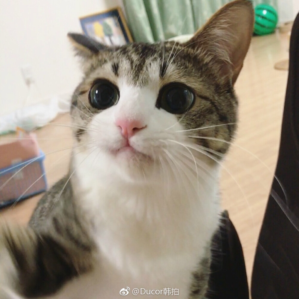 猫猫