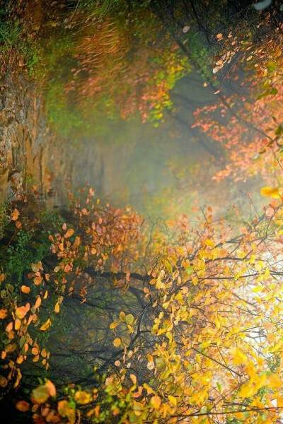 深山红叶