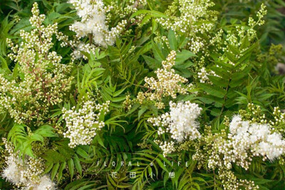 学名 / Sorbaria sorbifolia （L.）A. Br，夏季花期：3～5天。
珍珠梅，花蕾白亮如珠，盛放时若雪凝枝头，瀑布般倾泻绽放。常见于草地角隅或庭院阴处，也可作鲜切花瓶插，放在家中一隅，繁星点点，营造纯净雅致的浪…