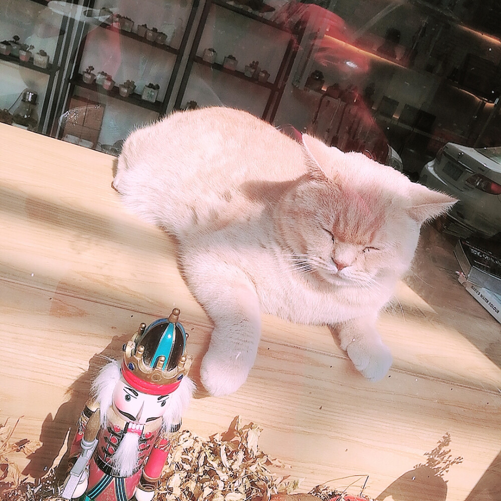 店长的胖猫