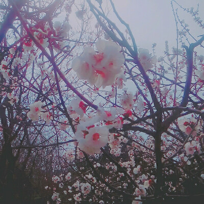 隐约雷鸣，阴霾天空。
但盼风雨来，留你在此地。
隐约雷鸣，阴霾天空。
即使天无雨，我亦留此地。
——《言叶之庭》