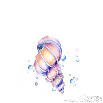 水彩海螺