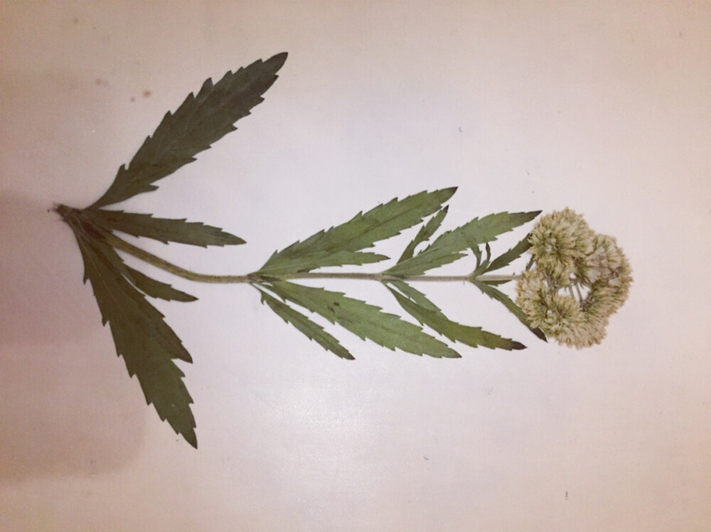 植物标本