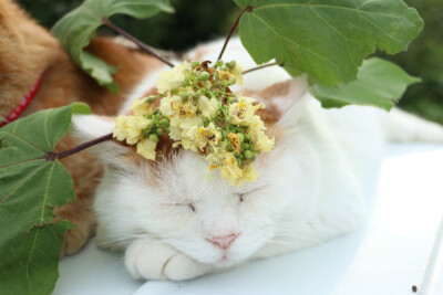 【Ameba】7.29-3 キササゲの花〈植〉梓树的花 ​​​​・#猫叔# #篮子猫-猫叔# ​​​​