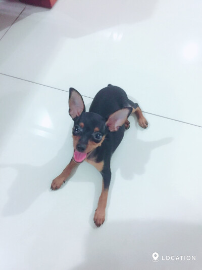 黑色小鹿犬萌宠