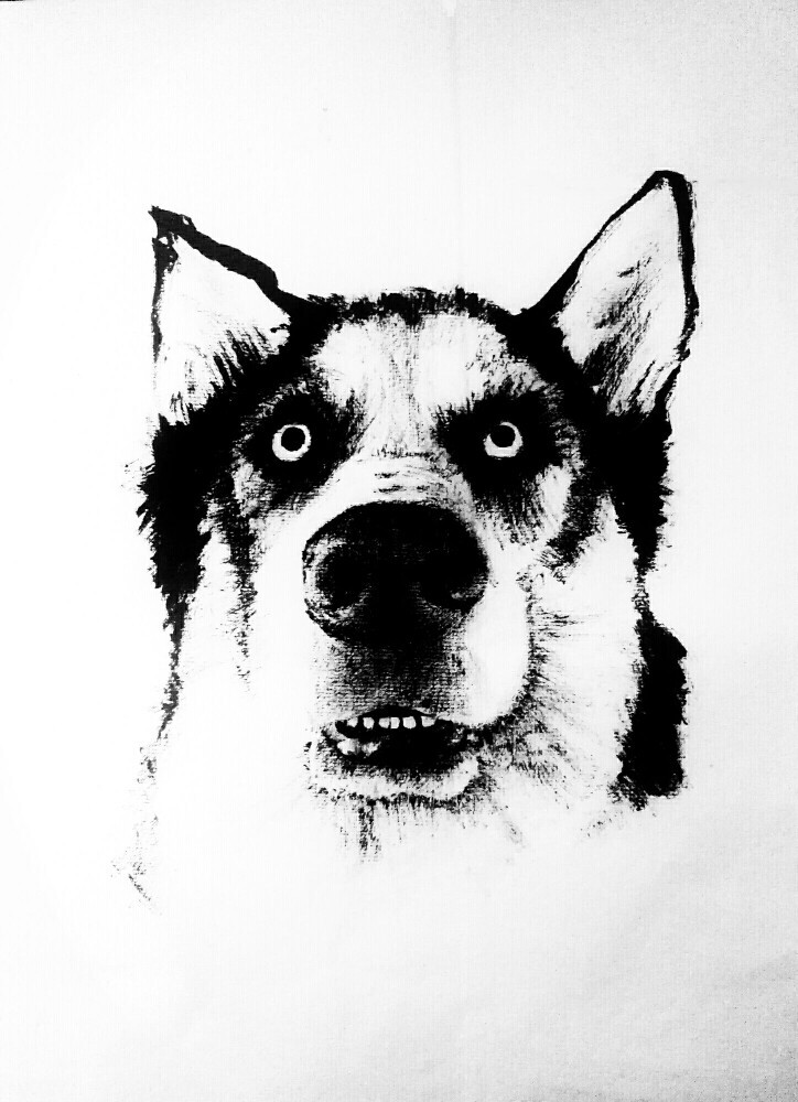 来自知乎_国画哈士奇