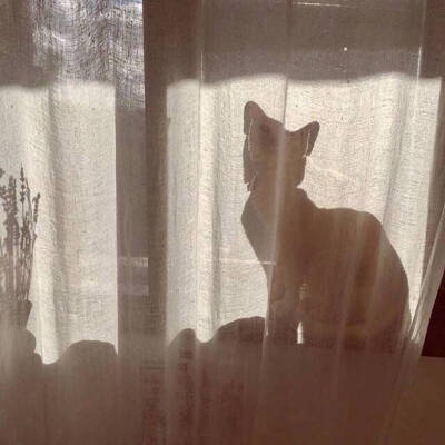 背景图 猫 影子