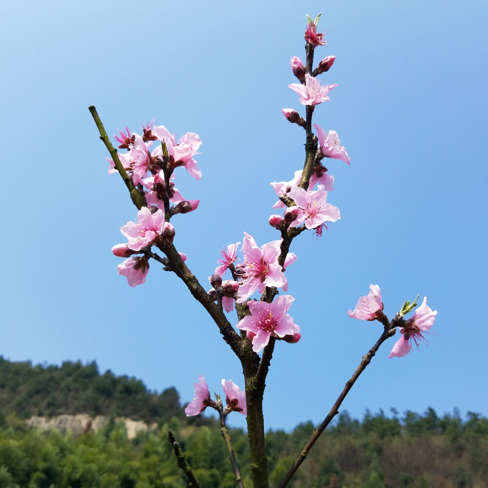 桃花