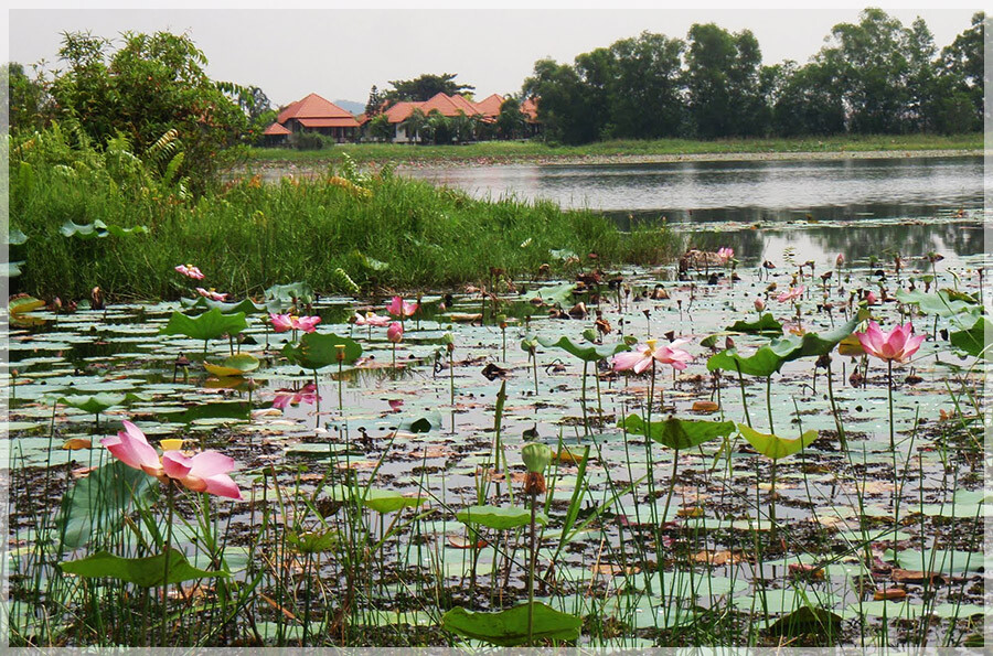 Malaysia Wetlands, Selangor, Paya Indah
巴雅美丽湿地公园, 雪兰莪州属, 马来西亚